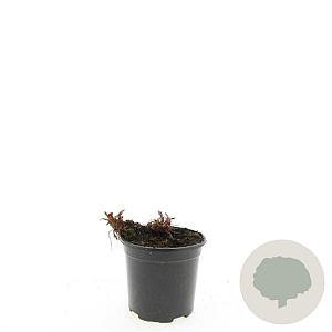 Persicaria amplexicaulis GM C1.3