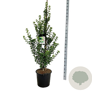 Ginkgo bil. 'Menhir' 125-150 cm 30L extra