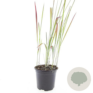 Imperata cylindrica 'Red Baron' GM C1.3