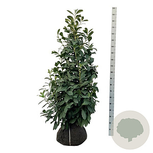 Prunus l. 'Novita' 125-150 cm met kluit extra