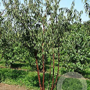Prunus serrula 350-400 cm draadkluit meerstammig