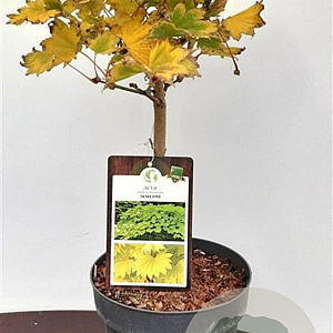Acer shirasawanum 'Aureum' 20-25 cm 3,0L