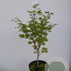 Acer shirasawanum 'Aureum' 40-50 cm 5,0L
