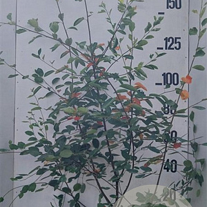 Amelanchier lamarckii 175-200 cm 20L
