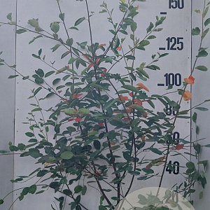 Amelanchier lamarckii 175-200 cm 20L