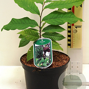 Asimina triloba GM C3