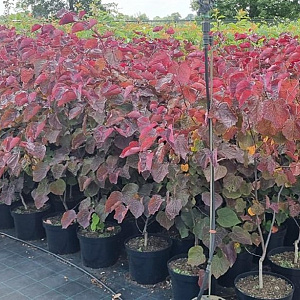 Cercis can. 'Forest Pansy' 100-125 cm 10L