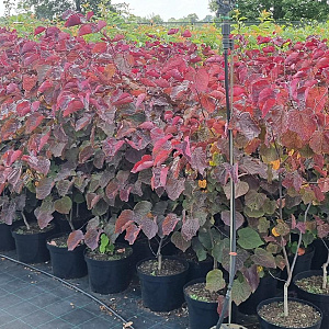 Cercis can. 'Forest Pansy' 100-125 cm 10L