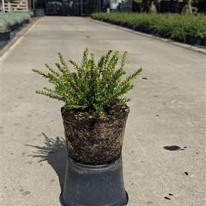 Erica darl. 'Ghost Hills' GM 1.5