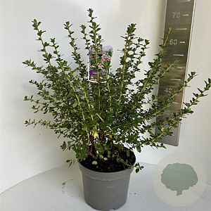 Escallonia 'Apple Blossom' 40-50 cm 5,0L