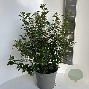 Escallonia 'Iveyi' 40-50 cm 5,0L