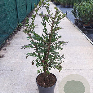 Euonymus alatus 60-80 cm 10L