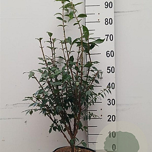 Euonymus alatus 60-80 cm 10L