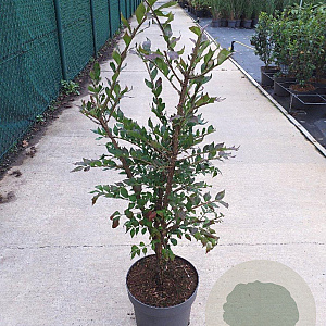 Euonymus alatus 60-80 cm 10L