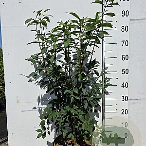 Euonymus alatus 60-80 cm 10L