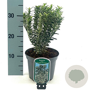 Euonymus jap. 'Microphyl. Albovar.' 20-25 cm 2,0L