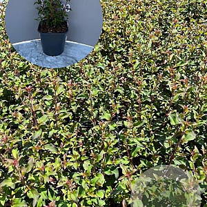 Fuchsia 'Riccartonii' GM 2,0L