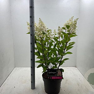 Hydrangea pan. Pinky Winky 50-60 cm 7,5L