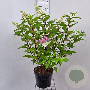Hydrangea pan. Pinky Winky 50-60 cm 7,5L
