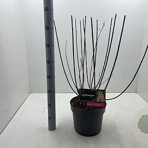 Hydrangea pan. Pinky Winky 50-60 cm 7,5L