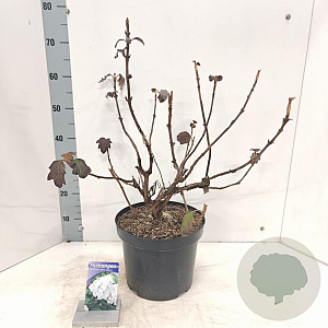 Hydrangea querc. Snow Queen 50-60 cm 7,5L