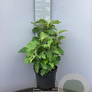 Hydrangea querc. Snow Queen 50-60 cm 7,5L