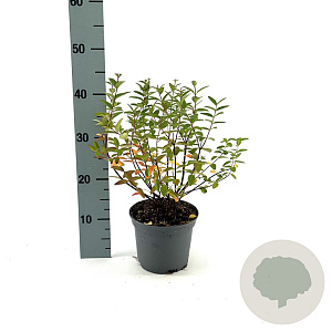 Hypericum 'Hidcote' 30-35 cm 2,0L