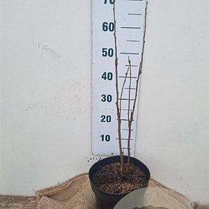 Koelreuteria paniculata 60-80 cm 7,5L