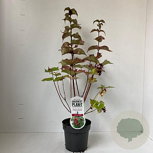 Leycesteria formosa 30-40 cm 2,0L
