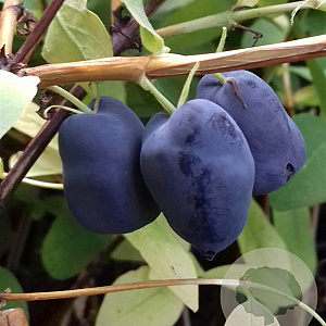 Lonicera c. 'Boreal Blizzard' GM 1,7L