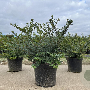 Lonicera nit. 'Elegant' 20-30 cm C1.5