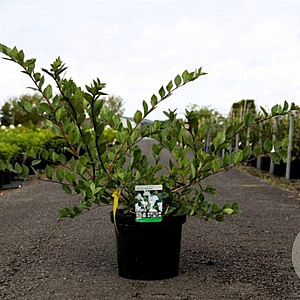 Lonicera purpusii 'Winter Beauty' 80-100 cm 10L