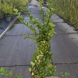 Lonicera purpusii 'Winter Beauty' 80-100 cm 10L