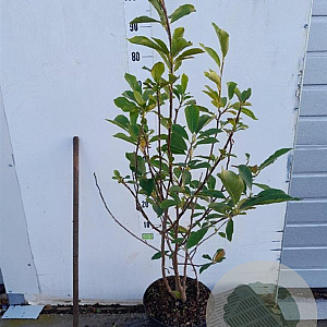 Magnolia soulangeana 60-80 cm 7,5L