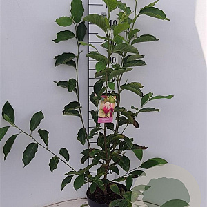 Magnolia soulangeana 60-80 cm 7,5L