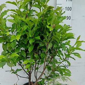 Magnolia 'Susan' 100-125 cm 20L