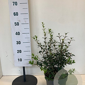 Osmanthus burkwoodii 40-60 cm 7,5L