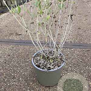 Perovskia 'Blue Spire' GM 2,0L