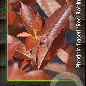 Photinia fraseri 'Red Robin' 80-100 cm 7,5L