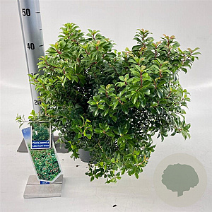Pieris jap. 'Little Heath Green' 30-40 cm 5,0L