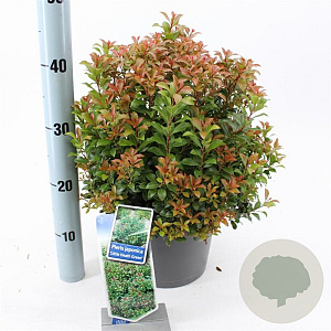 Pieris jap. 'Little Heath Green' 30-40 cm 5,0L