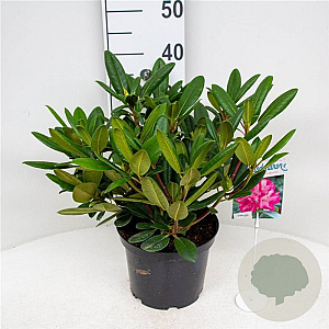 Rhododendron (Y) 'Blurettia' 25-30 cm 5,0L