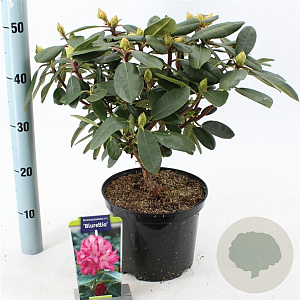 Rhododendron (Y) 'Blurettia' 25-30 cm 5,0L