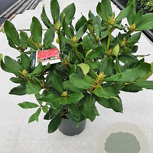 Rhododendron 'Nova Zembla' 40-50 cm 5,0L