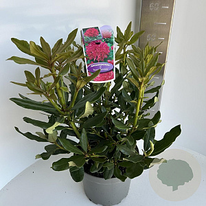 Rhododendron 'Nova Zembla' 40-50 cm 5,0L