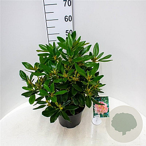Rhododendron (Y) 'Percy Wiseman' 30-40 cm 5,0L