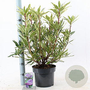 Rhododendron pont. 'Variegatum' 30-40 cm 5,0L
