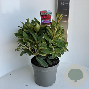 Rhododendron 'Red Jack' 40-50 cm 5,0L