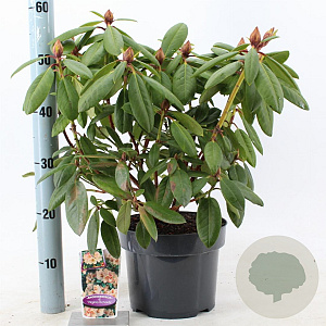 Rhododendron 'Virginia Richards' 30-40 cm 5,0L