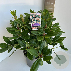 Rhododendron 'Virginia Richards' 30-40 cm 5,0L